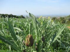 In Sardegna prezzi delle materie prime alle stelle: agricoltori in ginocchio agricoltura-coldiretti-a-rischio-carciofaie-valle-giunchi