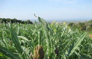 In Sardegna prezzi delle materie prime alle stelle: agricoltori in ginocchio agricoltura-coldiretti-a-rischio-carciofaie-valle-giunchi