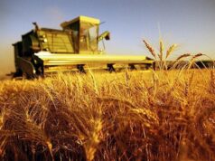 Agricoltura: Regione sarda al fianco del mondo delle campagne agricoltura-ministero-and-quot-agea-pagato-64-milioni-a-aziende-sarde-and-quot