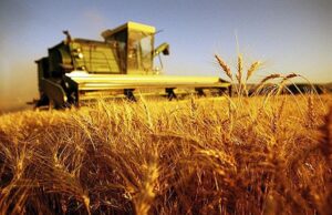 Agricoltura, la Regione punta sulla filiera del grano agricoltura-tedde-fi-and-quot-rischio-restituzione-risorse-a-ue-and-quot