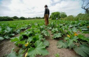 Prezzi in aumento, pagano gli agricoltori | Copagri: “Necessario calmierare” agricoltura-terre-ai-giovani-bando-in-arrivo
