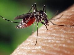 A Sassari un nuovo caso di malaria dopo un anno allarme-zanzara-tigre-in-sardegna-48