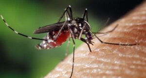 A Sassari un nuovo caso di malaria dopo un anno allarme-zanzara-tigre-in-sardegna-48