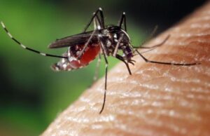 A Sassari un nuovo caso di malaria dopo un anno allarme-zanzara-tigre-in-sardegna-48