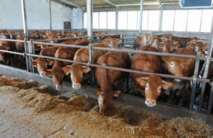 Allevamento, Coldiretti Nuoro: “Aumenta prezzo mangimi, costi di produzione insostenibili” allevamento-confagricoltura-filiera-pi-and-ugrave-corta-in-sardegna-e-gi-and-ugrave-i-costi