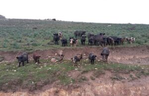 Peste suina: abbattuti 65 maiali bradi illegali a Baunei e Urzulei ambiente-deuncia-grig-and-quot-maiali-allo-stato-brado-rischio-peste-suina-africana-and-quot