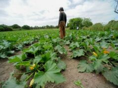 Stop a concorrenza sleale sul cibo, Coldiretti Sardegna esulta and-ldquo-senza-premi-ue-campagne-in-ginocchio-and-rdquo