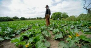 Stop a concorrenza sleale sul cibo, Coldiretti Sardegna esulta and-ldquo-senza-premi-ue-campagne-in-ginocchio-and-rdquo