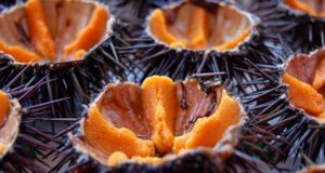 Stop alla pesca dei ricci, dalla Regione indennizzi per quasi 3milioni area-protetta-sinis-pesca-dei-ricci-pu-and-ograve-ripartire