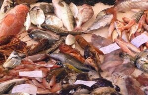 Decine di anziani truffati: “pescato” il finto pescivendolo blitz-della-capitaneria-nei-supermercati-sequestrati-16-kg-tra-triglie-e-merluzzi