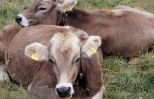 Sanità animale: in Sardegna scatta l’allarme rosso blue-tongue-dopo-blocco-tornano-in-mostra-vacche-razza-sarda-bruna