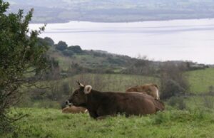 Ogliastra: bovini incustoditi al pascolo sulle strade, 4 allevatori sanzionati bovini-maschi-riproduttori-un-milione-per-l-and-rsquo-acquisto