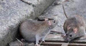 Topi a Cagliari, il Comune avvia le disinfestazioni cagliari-derattizzazione-nella-piazza-lao-silesu-il-16-maggio