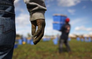 Caporalato, segnalato titolare di un’azienda di carciofi caporalato-controlli-polizia-italia-arresti-multe