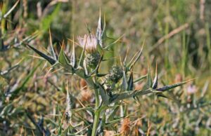 “Serve un Presidente che parli di api, di agricoltura e di pastorizia” cardo-gennargentu-e-ribes-sardo-a-rischio-60-specie-vegetali-nell-and-rsquo-isola