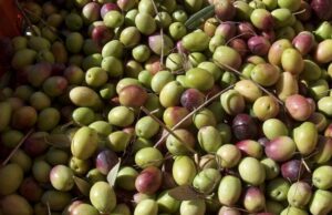 Extravergine, Coldiretti: perso oltre il 30% dell’olio sardo chanel-sceglie-olive-di-sardegna-per-nuovo-siero-giovinezza