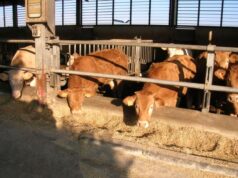 Bovini da riproduzione: 2milioni per migliorare la qualità degli allevamenti cossu-campus-e-albertino-i-vincitori-della-sesta-mostra-regionale-dei-bovini-da-carne