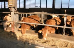 Bovini da riproduzione: 2milioni per migliorare la qualità degli allevamenti cossu-campus-e-albertino-i-vincitori-della-sesta-mostra-regionale-dei-bovini-da-carne