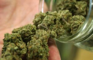 Villacidro, blitz della polizia: trovati in un capannone 2500 chili di marijuana droga-coltivano-marijuana-in-casa-a-serdiana-3-arresti