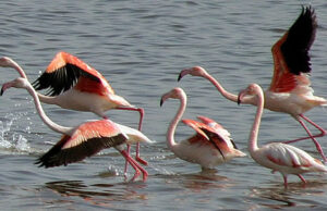 S’Ena Arrubia, il drone mette in pericolo i fenicotteri fenicotteri-presi-a-fucilate-uno-muore-in-una-scuola-elementare