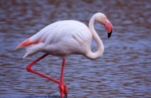 Un altro caso di aviaria in Sardegna: fenicottero morto a Cabras fenicottero-ferito-al-poetto-salvato-da-un-vigile-del-fuoco