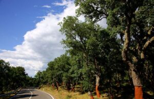 Economia: la Sardegna punta sul sughero finanziaria-spano-and-quot-pi-and-ugrave-risorse-per-difendere-sugherete-and-quot