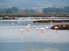 Santa Gilla area protetta: Legambiente rilancia la sfida fluorsid-al-via-campionamenti-acque-santa-gilla
