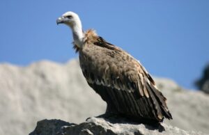 Grifone sardo, coppia anziana dà il via alla nuova stagione riproduttiva forestale-nucleo-antiveleno-per-salvare-i-grifoni