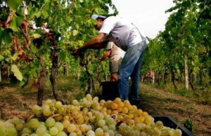 Grenaches du Monde: la medaglia d’oro al Cannonau della Gallura grenache-du-monde-cannonau-conquista-esperti-e-produttori