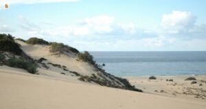 Turismo: la spiaggia di Piscinas vince l’oscar ma nessuno ritira il premio in-spiaggia-con-cani-e-gatti-anche-a-piscinas-si-pu-and-ograve