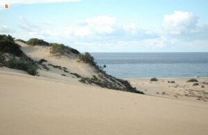 Turismo: la spiaggia di Piscinas vince l’oscar ma nessuno ritira il premio in-spiaggia-con-cani-e-gatti-anche-a-piscinas-si-pu-and-ograve