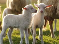 Pirri: macella agnelli in casa e i vicini avvisano la Polizia, denunciato un 80enne l-agnello-sardo-igp-e-il-carciofo-spinoso-dop-conquistano-la-svizzera