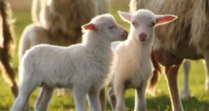 Pirri: macella agnelli in casa e i vicini avvisano la Polizia, denunciato un 80enne l-agnello-sardo-igp-e-il-carciofo-spinoso-dop-conquistano-la-svizzera