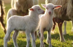 Agnello Sardo IGP sottocosto, Tore Piana: “Scandaloso, intervenga il Consorzio” l-agnello-sardo-igp-e-il-carciofo-spinoso-dop-conquistano-la-svizzera