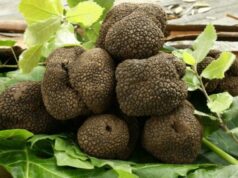 Zone interne, la Regione Sardegna punta sul tartufo laconi-sagra-del-tartufo-compie-8-anni