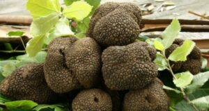 Zone interne, la Regione Sardegna punta sul tartufo laconi-sagra-del-tartufo-compie-8-anni