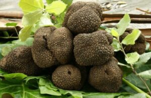 Zone interne, la Regione Sardegna punta sul tartufo laconi-sagra-del-tartufo-compie-8-anni