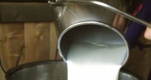 Caseifici, premiato il pecorino sardo ricoperto di argilla: è l’unico al mondo latte-la-base-and-quot-serve-accordo-collettivo-per-ritiro-pecorino-and-quot