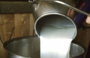 Caseifici, premiato il pecorino sardo ricoperto di argilla: è l’unico al mondo latte-la-base-and-quot-serve-accordo-collettivo-per-ritiro-pecorino-and-quot