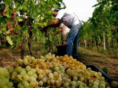 Agricoltura, nasce il Comitato vitivinicolo regionale le-storie-dei-vignaioli-in-una-rassegna-a-cagliari