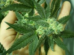 Sviluppo e lavoro in Sardegna: la Giunta Solinas punta sulla cannabis legalizzazione-e-coltivazione-della-cannabis-in-sardegna-ecco-la-proposta-in-consiglio