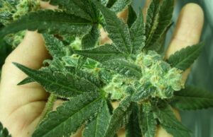 Sviluppo e lavoro in Sardegna: la Giunta Solinas punta sulla cannabis legalizzazione-e-coltivazione-della-cannabis-in-sardegna-ecco-la-proposta-in-consiglio