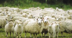 Lingua blu, allevatori sardi in ginocchio: si rischia la catastrofe lingua-blu-600mila-euro-per-vaccini-sierotipo-1-e-4