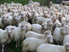 Emergenza blue tongue: Coldiretti lancia l’allarme per l’aumento dei focolai lingua-blu-caso-sospetto-a-bari-sardo