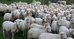 Emergenza blue tongue: Coldiretti lancia l’allarme per l’aumento dei focolai lingua-blu-caso-sospetto-a-bari-sardo