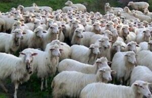 Blue tongue, un milione di euro per farmaci e vaccini lingua-blu-caso-sospetto-a-bari-sardo