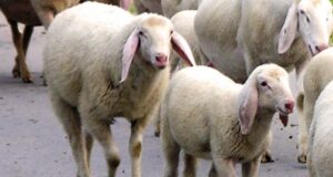 Lingua blu, Coldiretti Sardegna: in arrivo 13 milioni dalla Regione lingua-blu-tre-casi-a-berchidda-stop-mostra-ovina