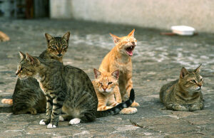 Sassari, carcere di Bancali invaso dai gatti | Sos ai detenuti per salvare i mici
