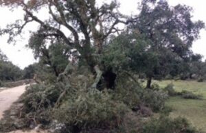 Nelle sugherete del Limbara nasce la prima acquavite di ghiande maltempo-in-sardegna-distrutti-ettari-di-sugherete