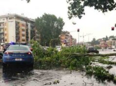 Pirri: abbattuti i pini di via Italia | Ma saranno sostituiti maltempo-nell-isola-temporali-e-forte-vento-strade-allagate-e-alberi-abbattuti